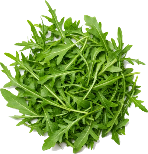 Rucola